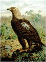 Imperial-Eagle