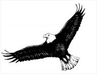 eagle-2