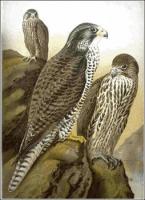 Gyrfalcon