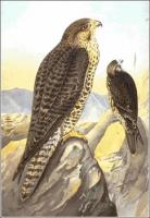 Lanner-Falcon