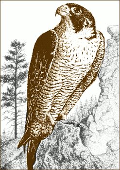 Peregrine-Falcon