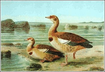 Egyptian-Goose