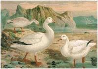 Snow-Goose