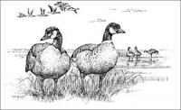 canadian-geese-2