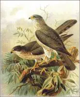 Levant-Sparrowhawk