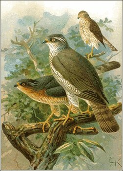 Sparrowhawk