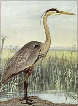 Great-Blue-Heron