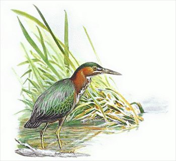 Green-Heron