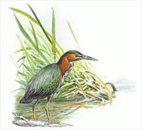 Green-Heron