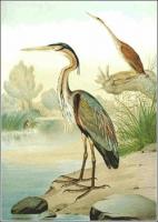 Purple-Heron