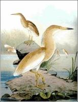 Squacco-Heron