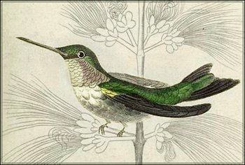 hummingbird-0