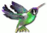 hummingbird-1