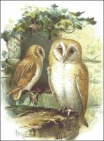 Barn-Owl