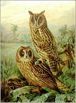 Long-eared-Owl