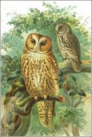 Tawny-Owl