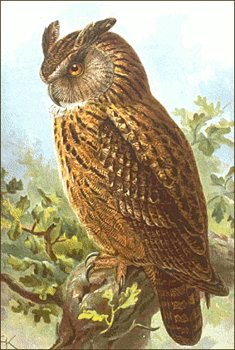 eagle-owl