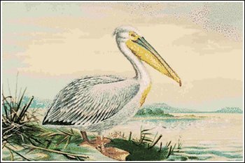 White-Pelican