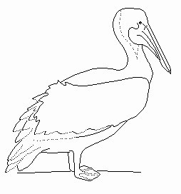 pelican