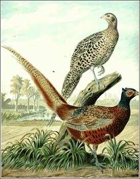 Pheasant