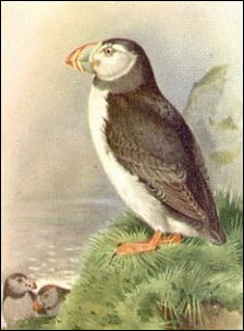 Puffin-2