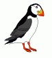 puffin-1