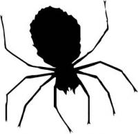 spider