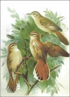 Rufous-Bush-Robin