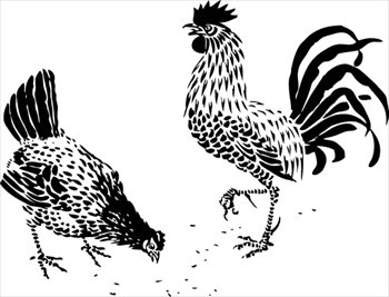 hen-and-rooster