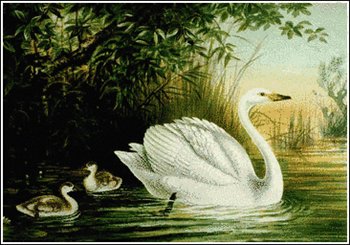 Whooper-Swan