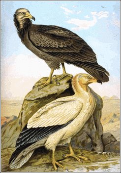 Egyptian-Vulture