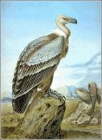 Griffon-Vulture