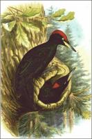 Black-Woodpecker
