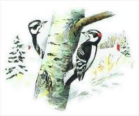 Downy-Woodpecker