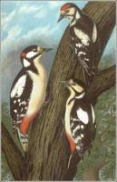 Great-Spotted-Woodpecker