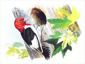 Red-Headed-Woodpecker