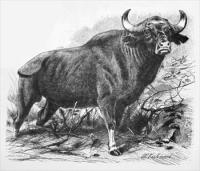 buffalo-(water)