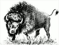 buffalo-sketch