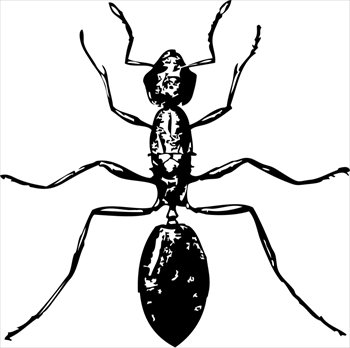 ant-very-large