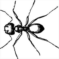 carpenter-ant-closeup