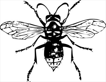 bald-faced-hornet