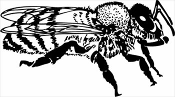 honey-bee-closeup