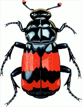 big-beetle