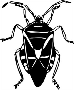 bug-large-black