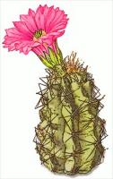 cactus-flower