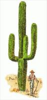 giant-cactus-Cereus-giganteus
