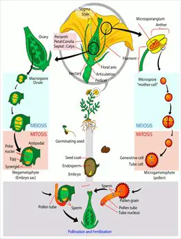 Angiosperm-life-cycle-diagram
