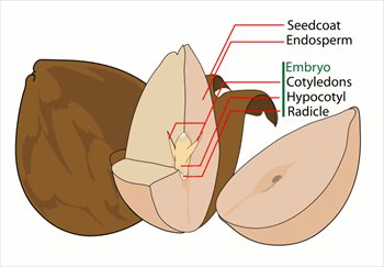 Avocado-seed-diagram