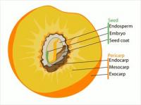 Drupe-peach-fruit-diagram