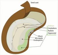 Dycotyledon-seed-diagram